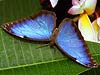 Blue Morpho Butterfly (Morpho peleides)
