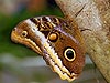 Owl Butterfly (Caligo atreus)
