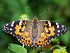 Painted Lady Butterfly (Vanessa cardui)
