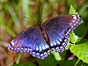 Red Spotted Purple Butterfly (Limenitis arthemis)
