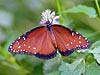 Queen Butterfly (Danaus gilippus)
