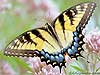 Tiger Swallowtail (Papilio glaucus)