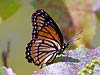 Viceroy Butterfly (Limenitis archippus)
