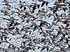 Fall Migration Snow Geese, Bombay Hook, DE