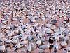 Evening Flock Snow Geese, Bombay Hook, DE