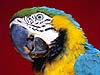 Blue and Gold Macaw 

