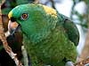 Parrot, Costa Rica CR0737 