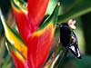 Humming Bird on Heliconia, Costa Rica  CR1302 