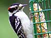 Downy Woodpecker 
