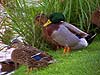 Mallard Ducks 
