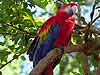 Scarlet Macaw 
