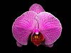 Veined Orchid 
