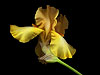 Yellow Iris No.1 