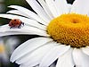 Ladybug on Daisy 