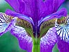 Colores de un Iris 