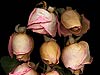 Ageing Roses 
