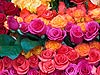 Colorful Roses - 147 