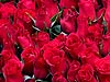 Red Roses - 149 