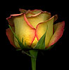 Yellow and Red Rose (2) 
