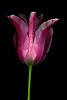 Pink Curved Petal Tulip (1) 