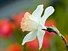 White Daffodil 