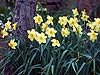 Daffodils 01
