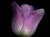 Purple Tulip (2) 