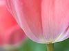 Pink Tulip 64