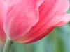 Pink Tulip (107)