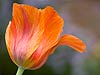 Orange Tulip 112