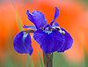 Blue Iris and Poppies (011)