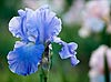 Iris Azul (107) 