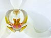 White Orchid (11)