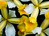 Yellow Siberian Irises 
