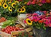 Flower Market Stand AIX en Provence, France