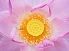 Lotus Flower Detail (025)