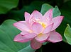 Lotus Flower (058)