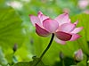 Lotus Flower (101)