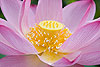 Pink Lotus (113) 