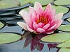 Water Lily Reflection (139)