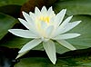 White Water Lily  (144)