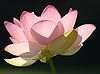 Lotus Flower  (MBG20)
