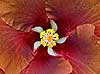 Hibiscus Pinwheel 