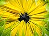 Emerging Sunflower 