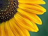 Sunflower Petals (5) 