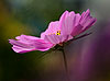 Pink Cosmos (16) 