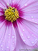 Dew on Pink Cosmo (11) 