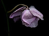 Dying Orchid (4) 