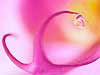 Water Droplet and Orchid (2) 