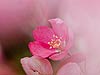 Pink Blossom (162) 